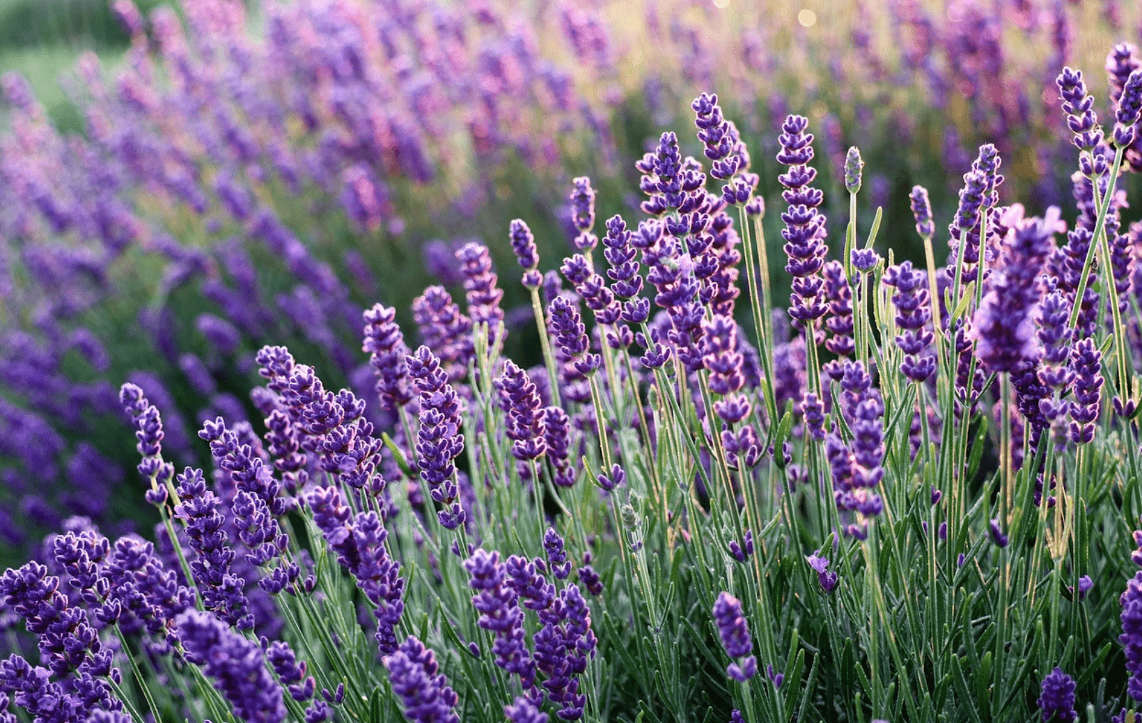 Lavender at JW Farms in Tennessee