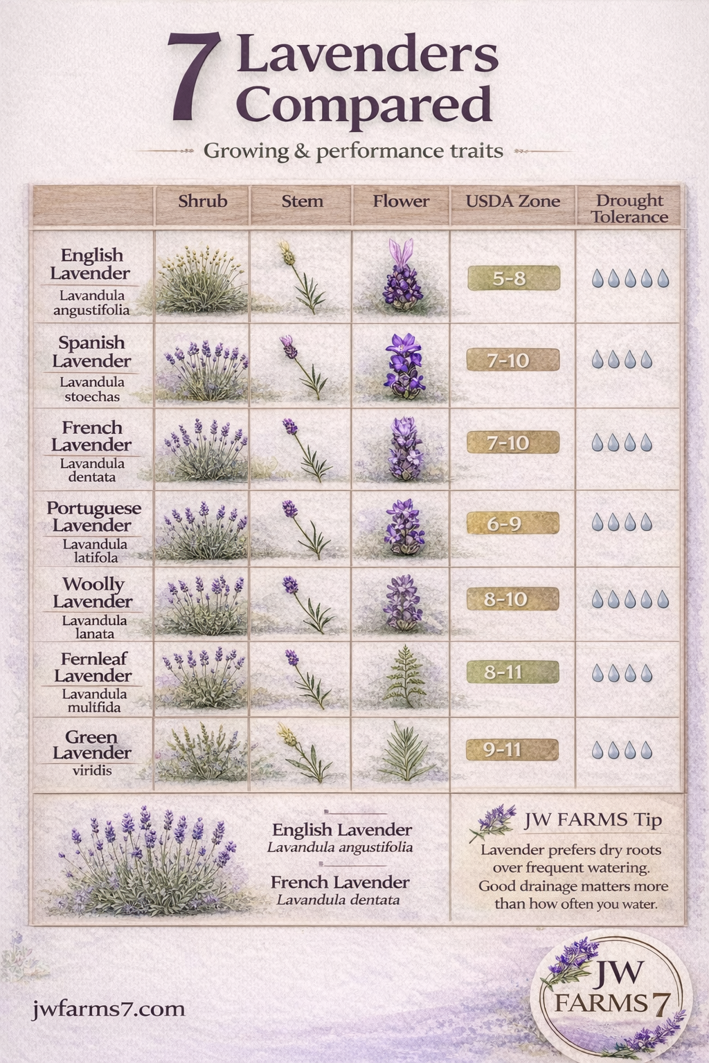 7 Lavenders Compared preview