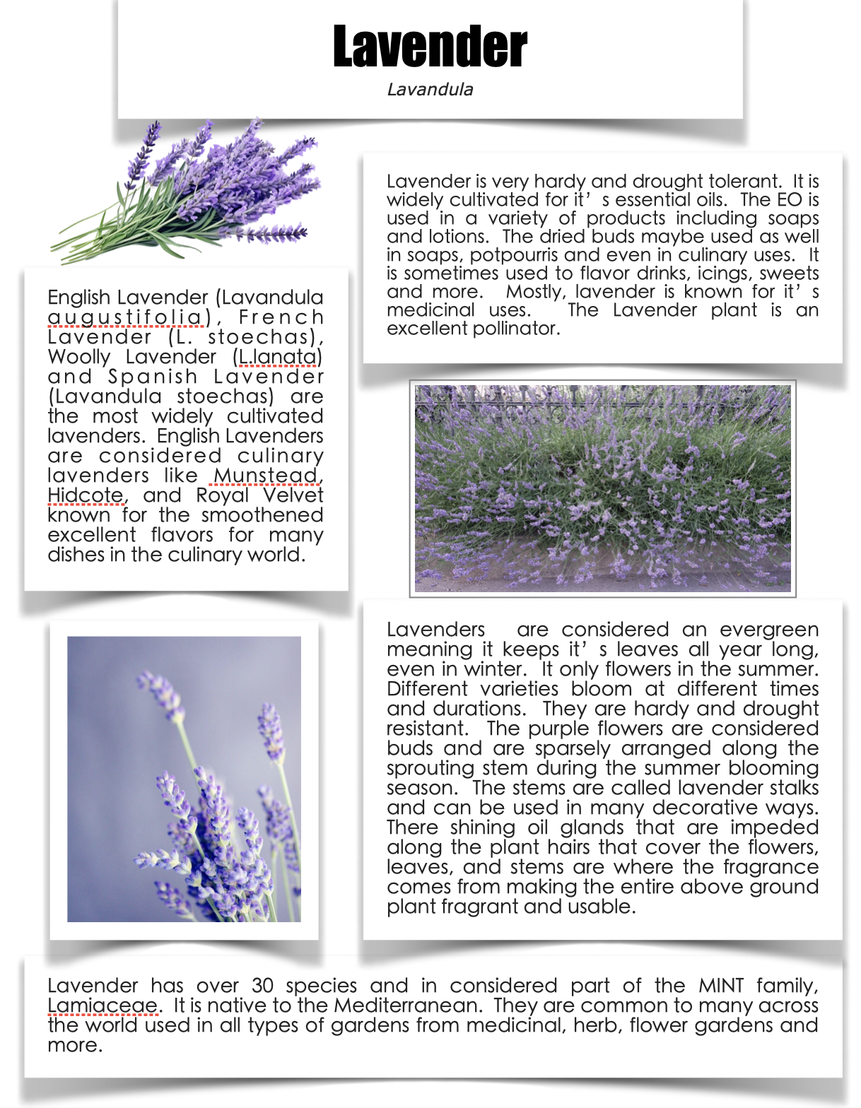 Lavender Sheet preview