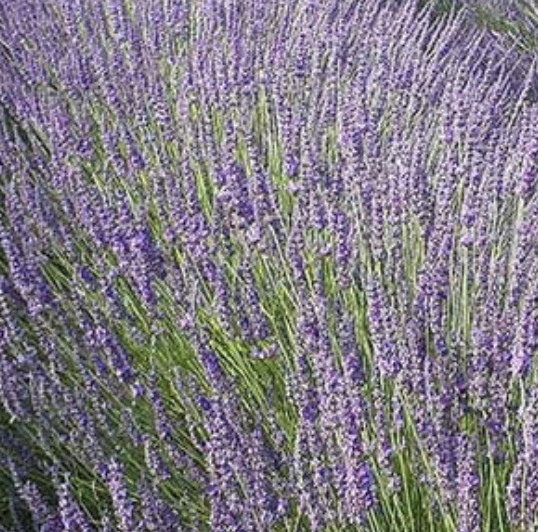 Lavender in bloom at JW Farms in Tennessee