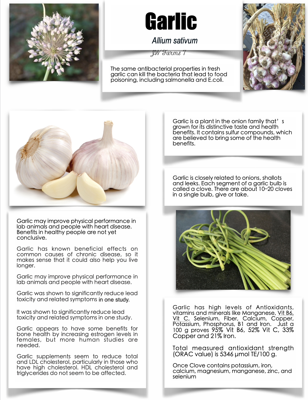 Garlic preview Garlic herbal reference preview