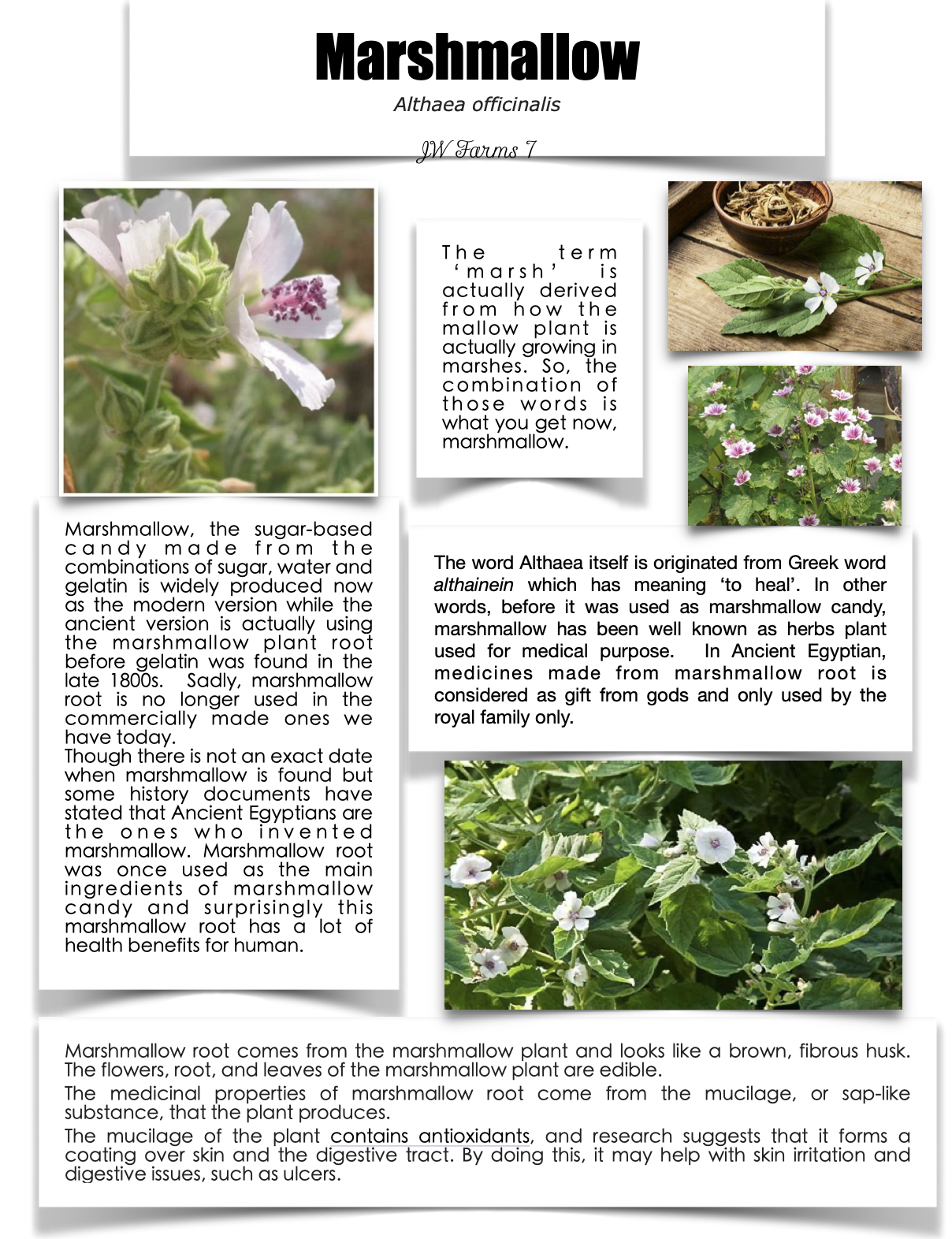 Marshmallow preview Marshmallow herbal reference preview