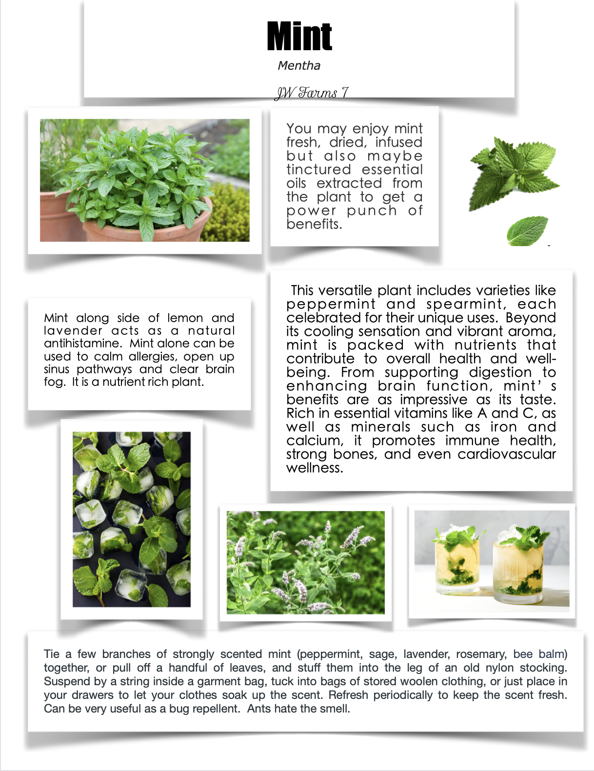 Mint preview Mint herbal reference preview