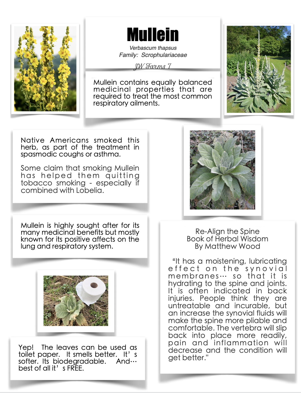 Mullein preview Mullein herbal reference preview