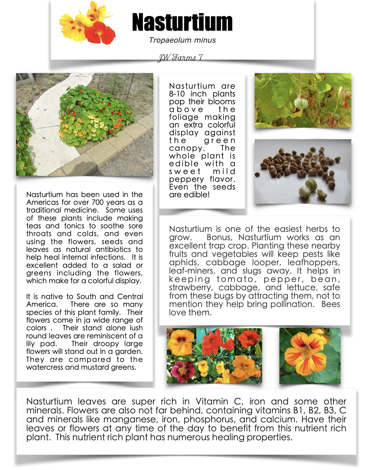 Nasturtium preview Nasturtium herbal reference preview