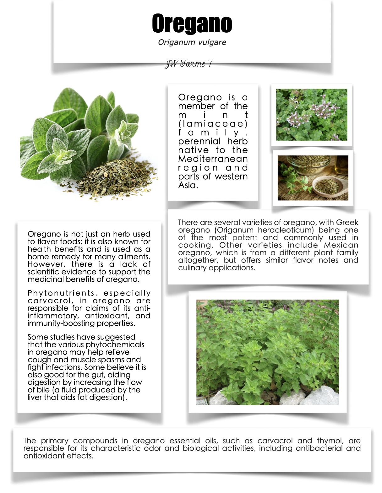 Oregano preview Oregano herbal reference preview