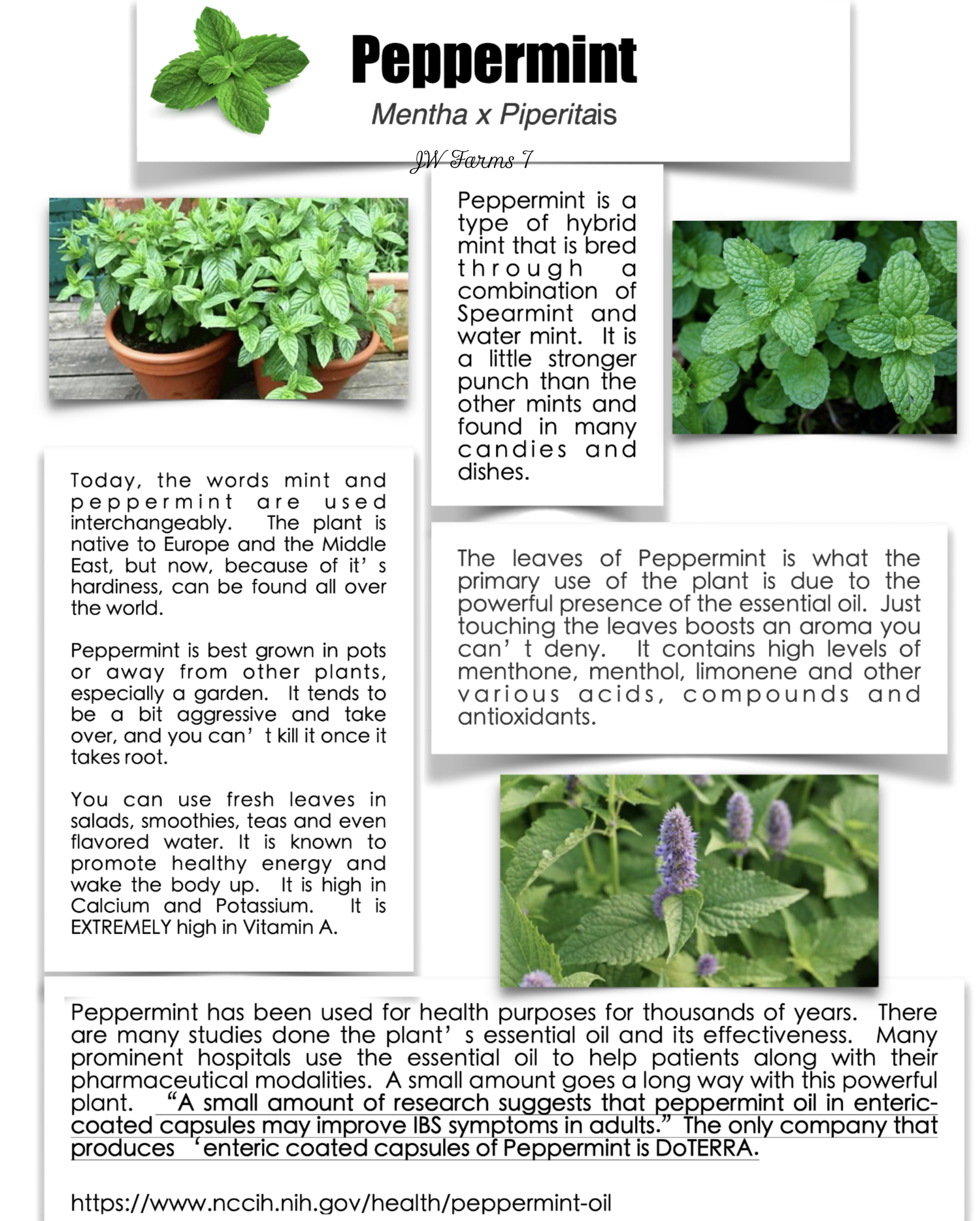 Peppermint preview Peppermint herbal reference preview