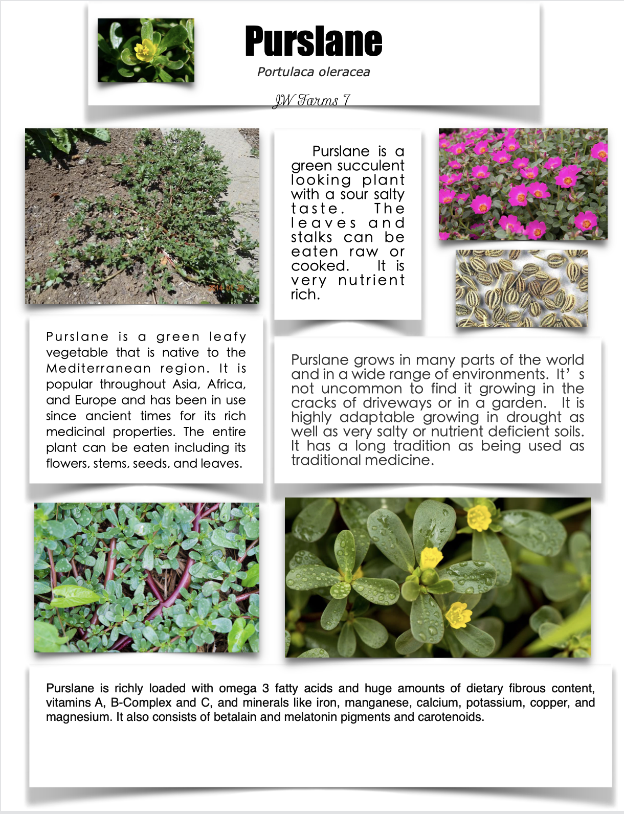 Purslane preview Purslane herbal reference preview