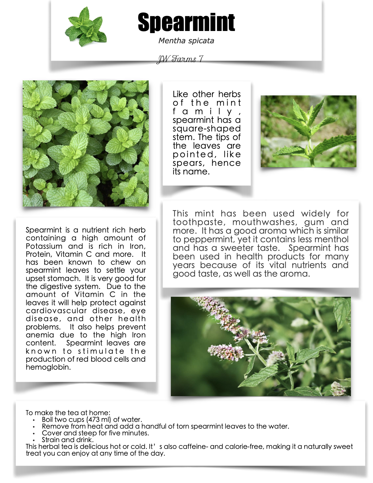 Spearmint preview Spearmint herbal reference preview