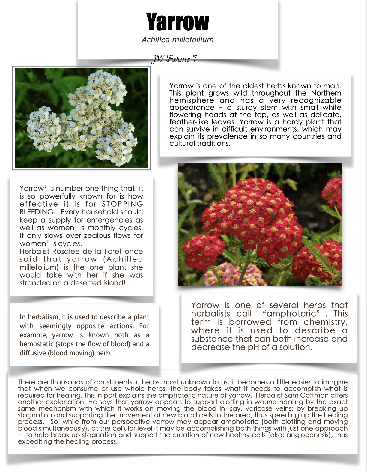 Yarrow preview Yarrow herbal reference preview