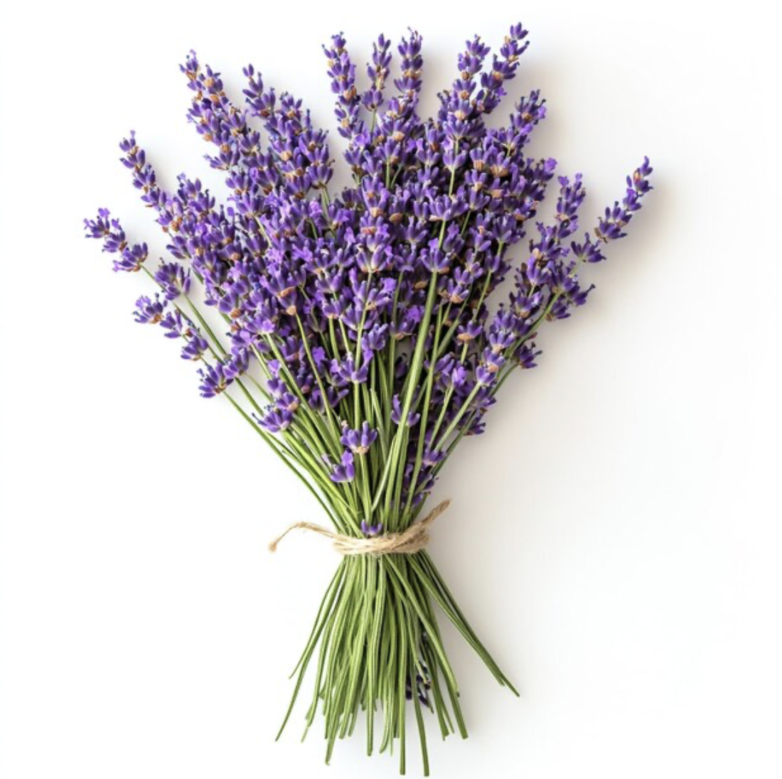 Fresh Lavender Bundles