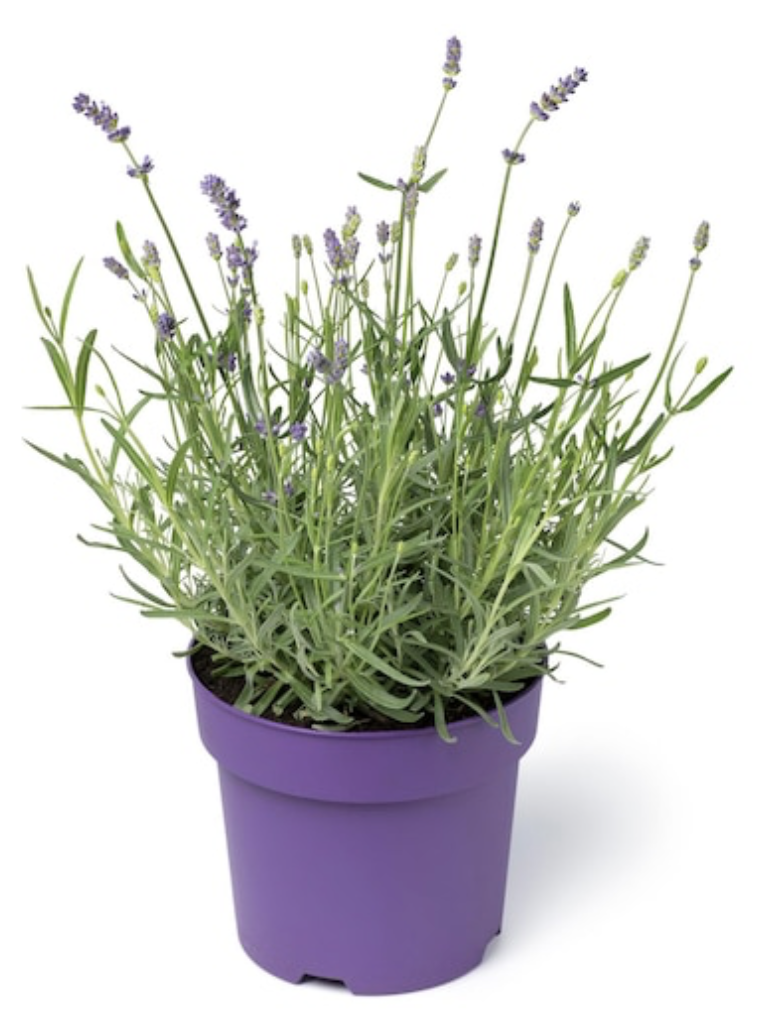 Lavender Plants